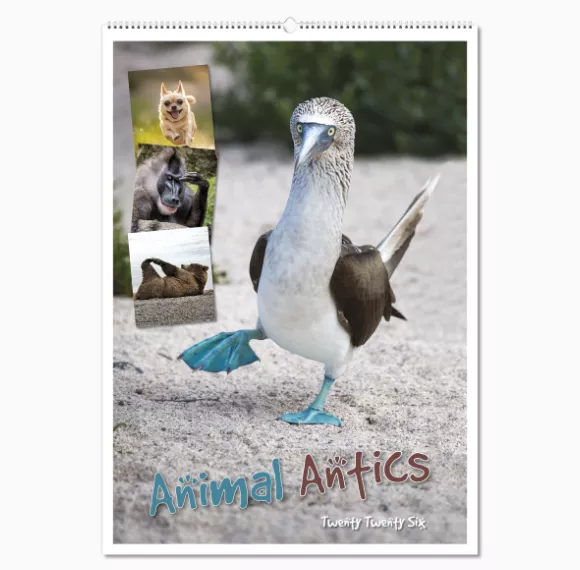 100215-animal-antics-wall-calendar-cover-wiro.png