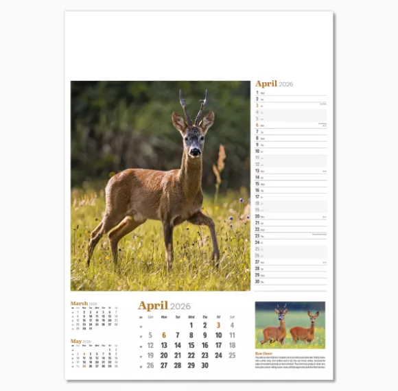 NWP324-wildlife-in-britain-wall-calendar-april.png