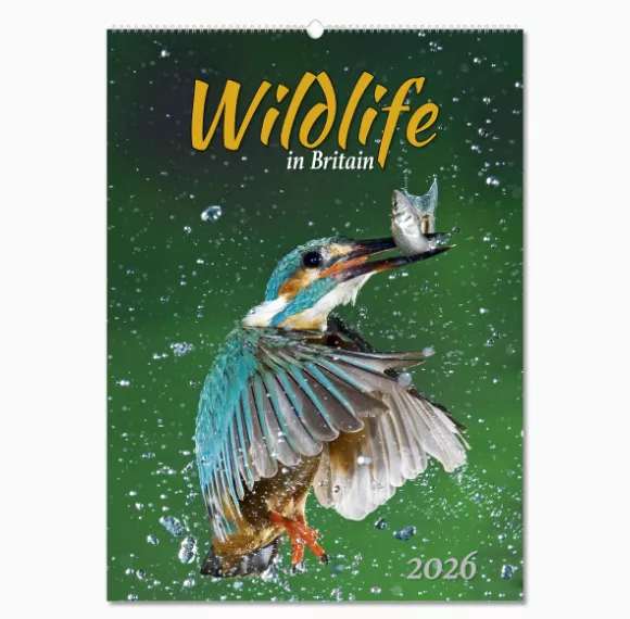 NWP324-wildlife-in-britain-wall-calendar-cover-wiro.png
