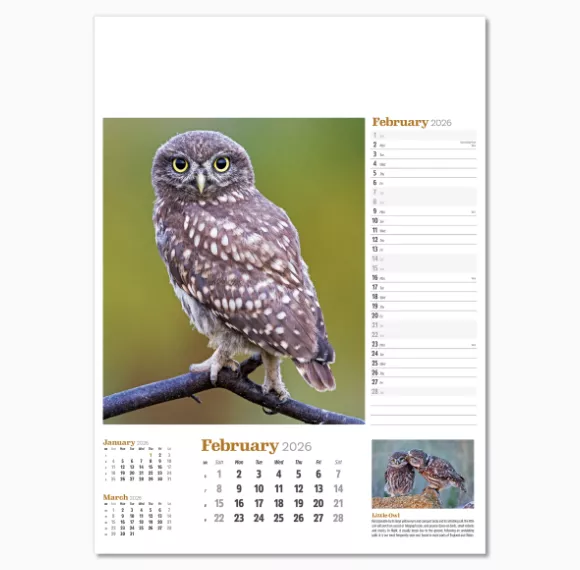 NWP324-wildlife-in-britain-wall-calendar-february.png