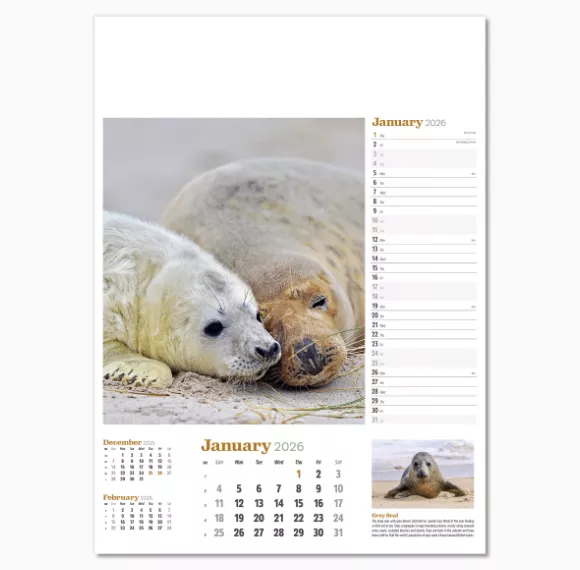 NWP324-wildlife-in-britain-wall-calendar-january.png