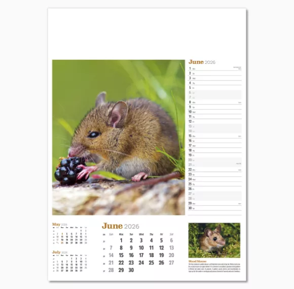 NWP324-wildlife-in-britain-wall-calendar-june.png