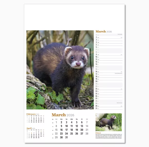 NWP324-wildlife-in-britain-wall-calendar-march.png