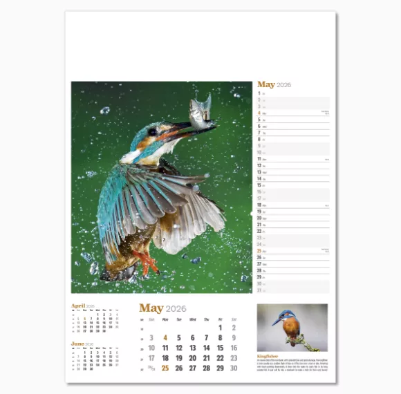 NWP324-wildlife-in-britain-wall-calendar-may.png