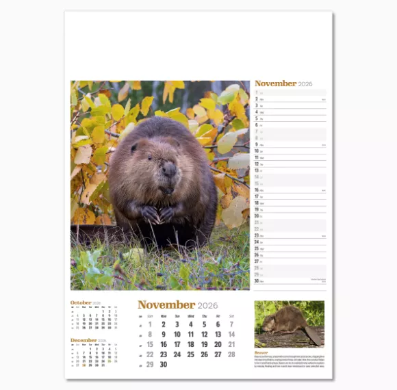 NWP324-wildlife-in-britain-wall-calendar-november.png