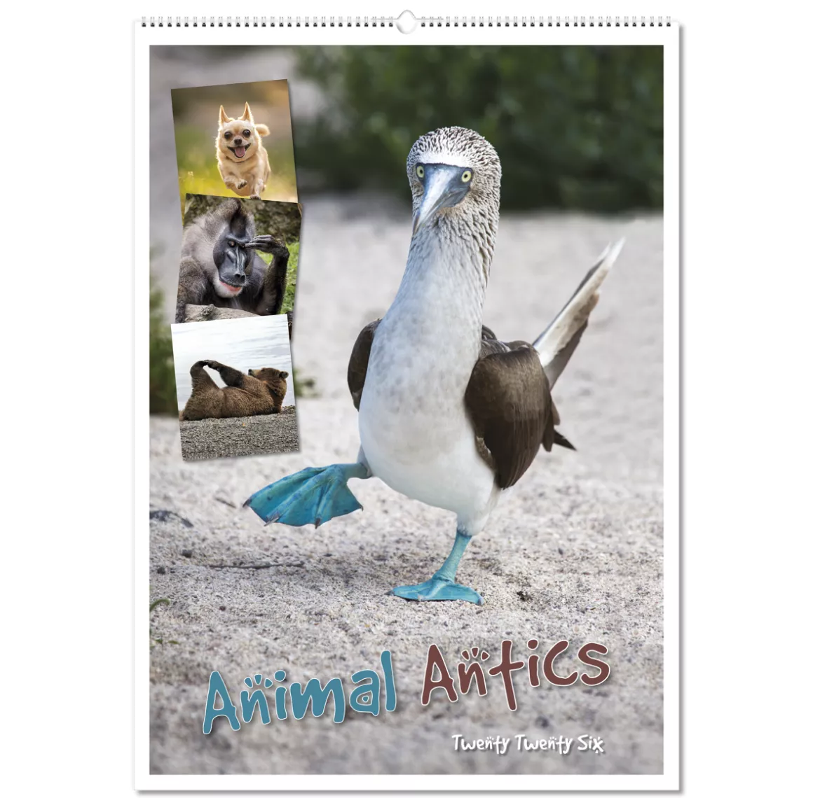 100215-animal-antics-wall-calendar-cover-wiro.png