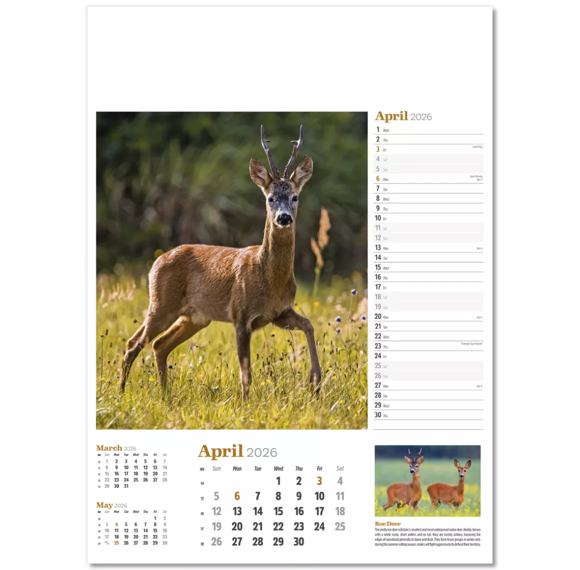 NWP324-wildlife-in-britain-wall-calendar-april.png