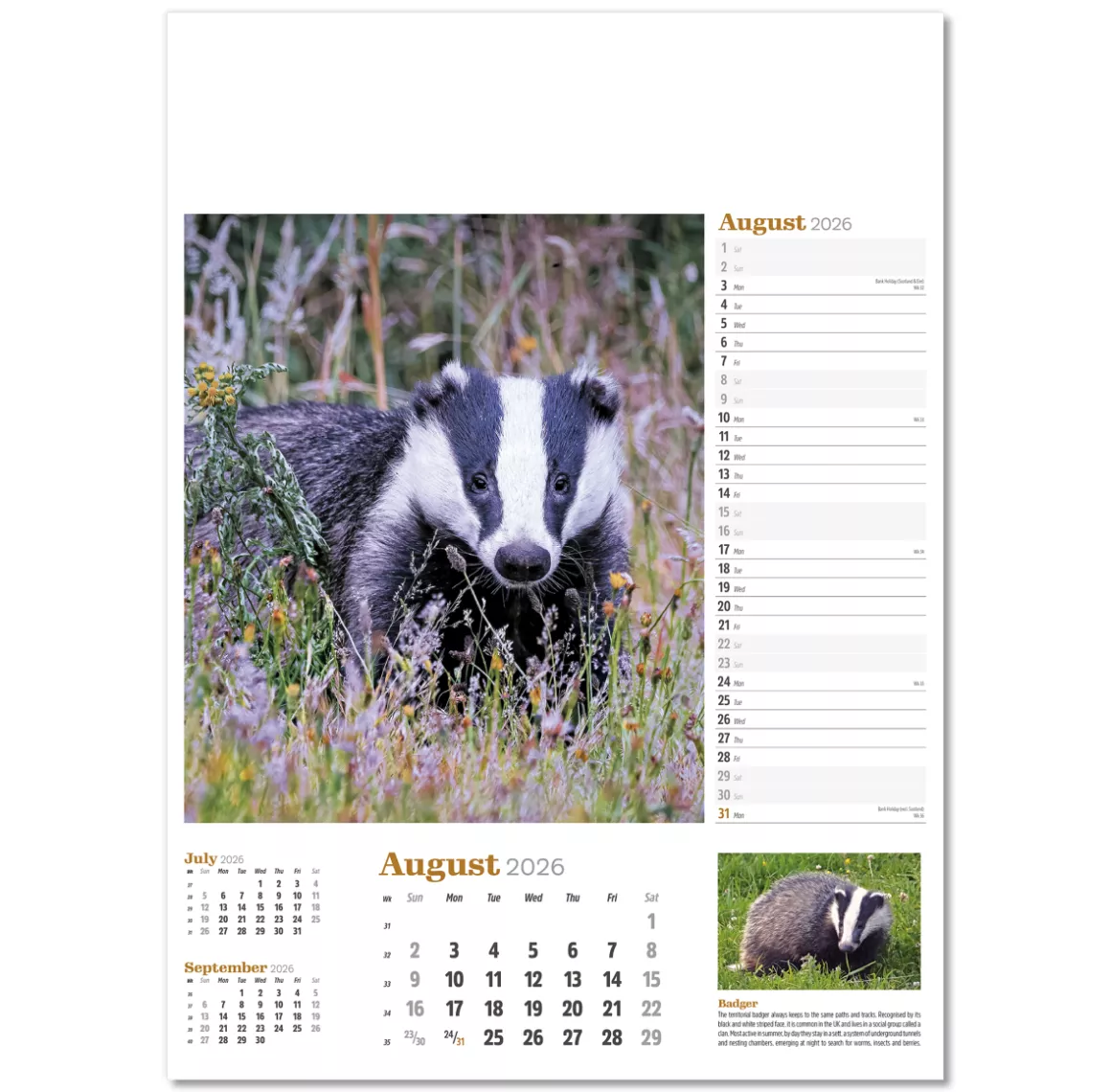 NWP324-wildlife-in-britain-wall-calendar-august.png