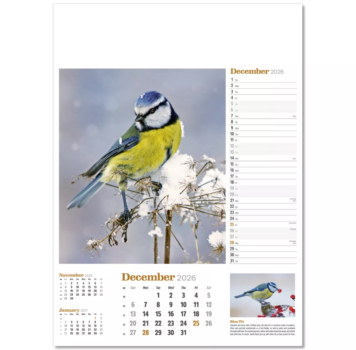 NWP324-wildlife-in-britain-wall-calendar-december.png