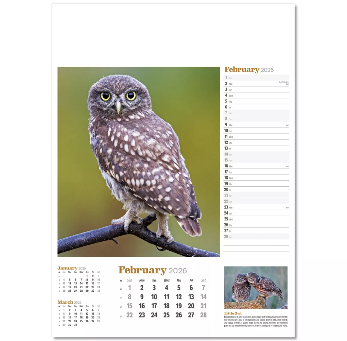 NWP324-wildlife-in-britain-wall-calendar-february.png