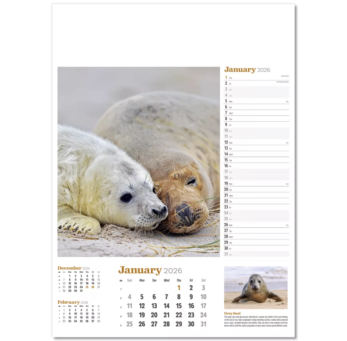 NWP324-wildlife-in-britain-wall-calendar-january.png