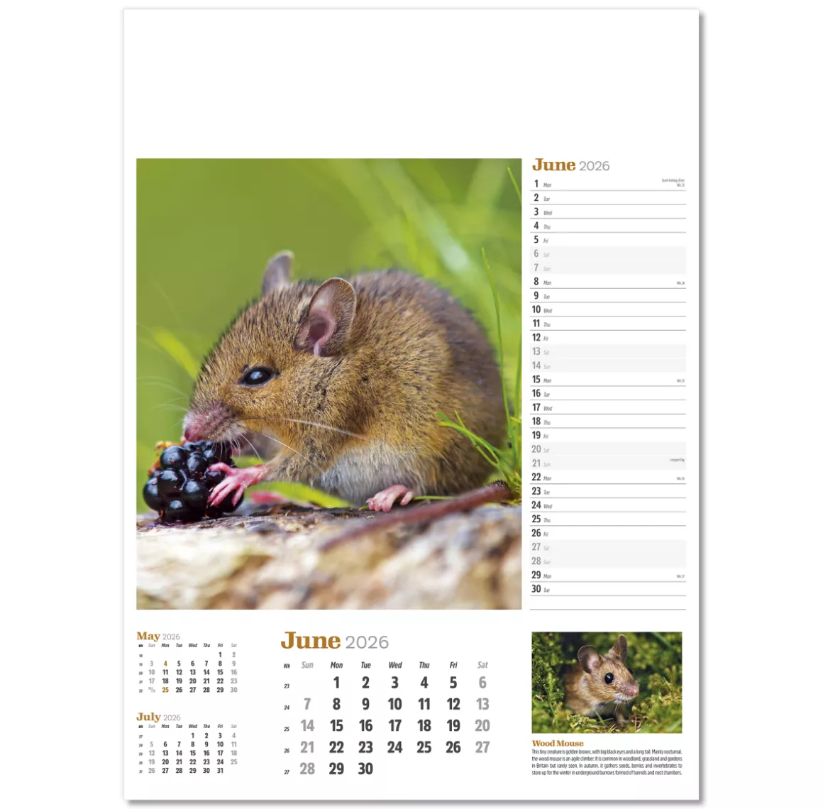 NWP324-wildlife-in-britain-wall-calendar-june.png