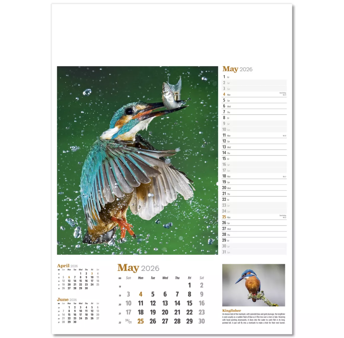 NWP324-wildlife-in-britain-wall-calendar-may.png