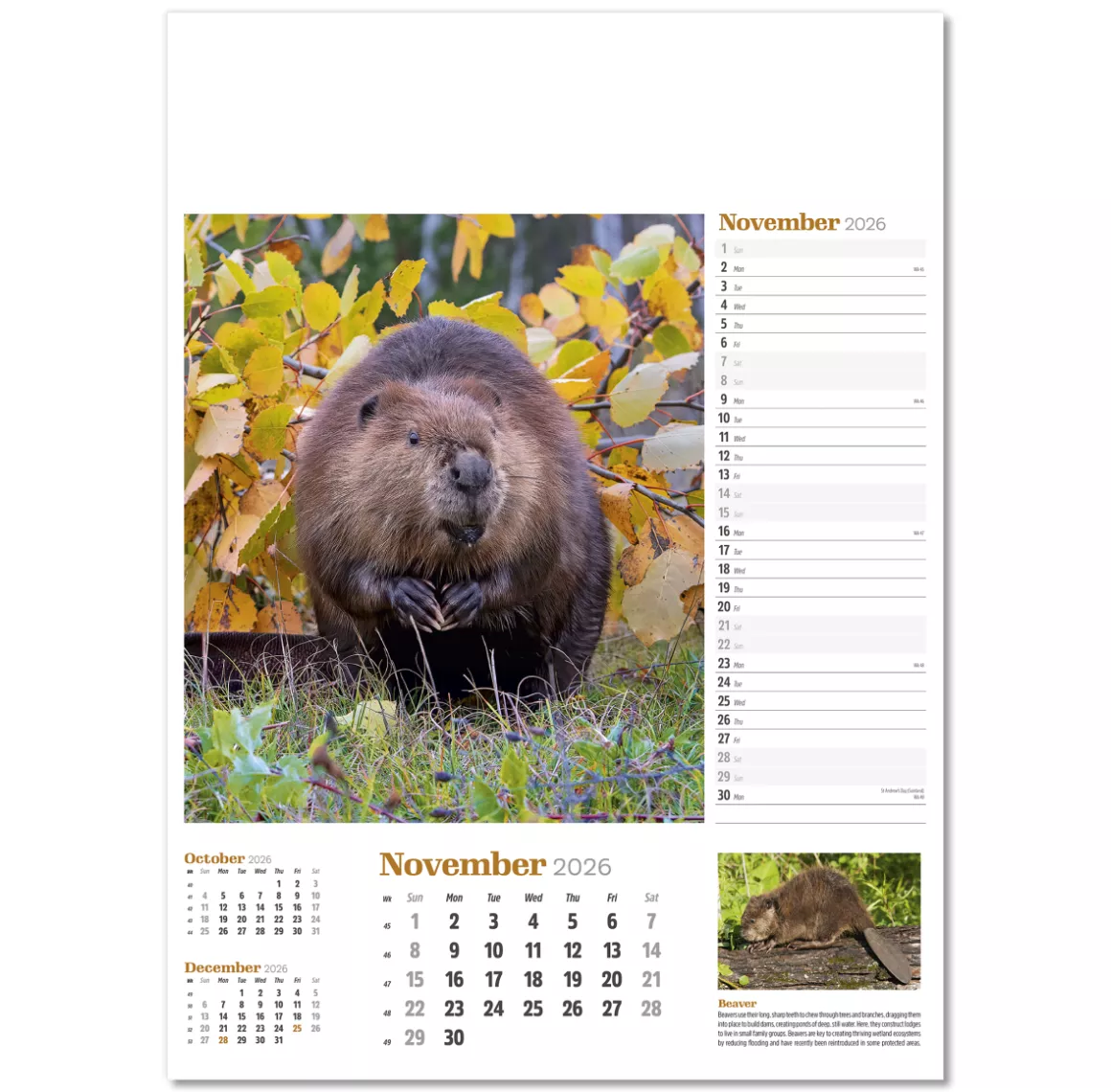 NWP324-wildlife-in-britain-wall-calendar-november.png
