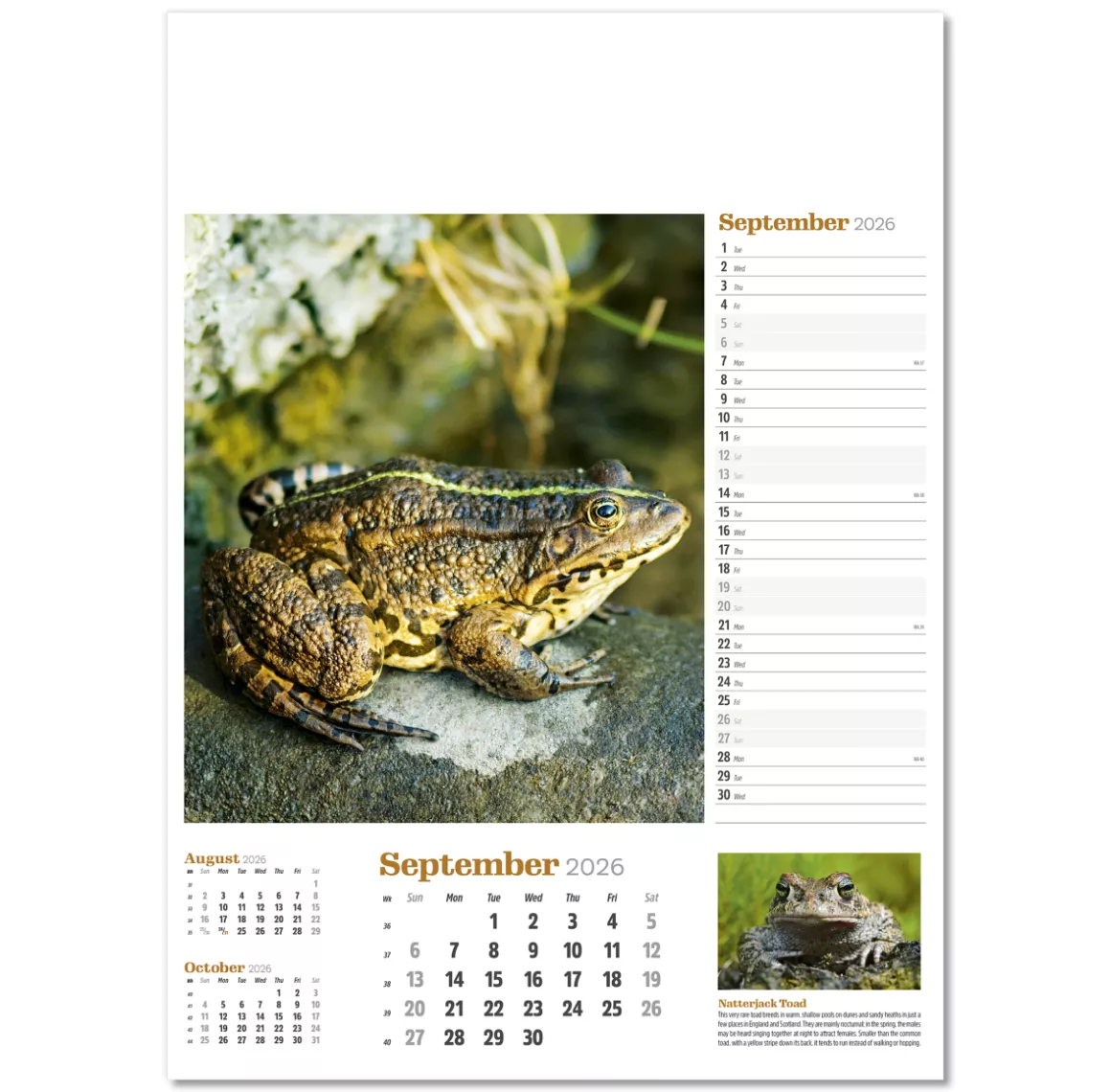 NWP324-wildlife-in-britain-wall-calendar-september.png