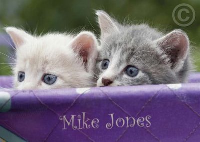 Kittens Peeping