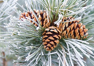 1677 - Frosty Pinecones Branded Christmas Card